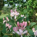 Lonicera tatarica fleur P1A P24
